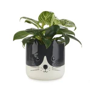 Puķu pods Kitty