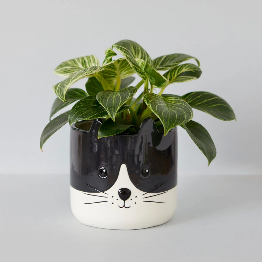 Puķu pods Kitty