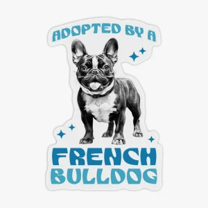 Caurspīdīga uzlīme Adopted by a French Bulldog