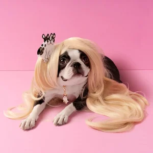 Matu sprādze krabis Franču buldogs | Coucou Suzette