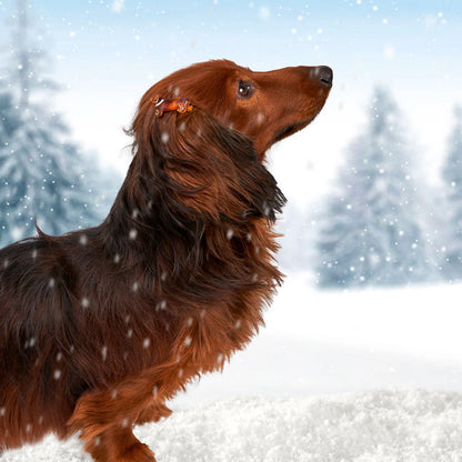 Matu sprādze Taksis | Coucou Suzette